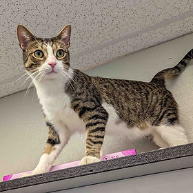 Jax | Friends Of Felines | Cat Rescue | Fairfield County and